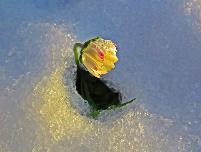 Gänseblümchen (Bellis perennis)