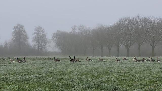 Sie fühlen sich hier am Niederrhein in Kleve / Kellen wohl.
Im Februar. . . März geht es dann wieder auf Heimreise, für die meisten jedenfalls :-)