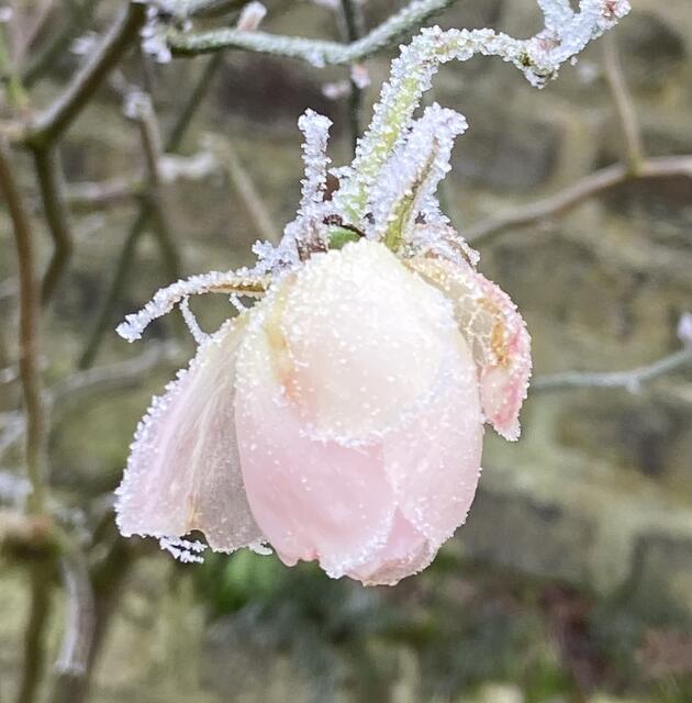 Ganz schön frostig ❄️