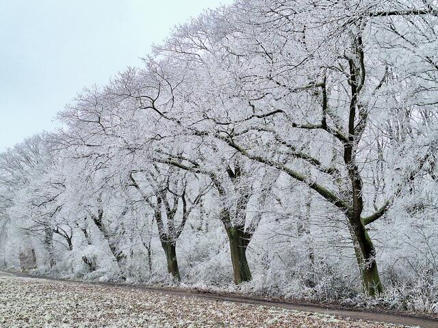 Das Nebelwetter mit viel Raureif kann durchaus interessante Anblicke hinterlassen