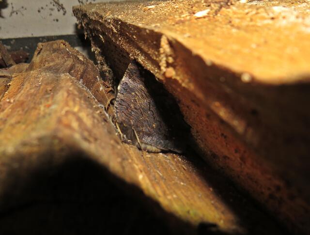 Tagpfauenauge (Aglais io, Syn.: Inachis io, Nymphalis io) | Foto: GvM