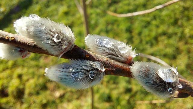 Heute bei einem Spaziergang in den Steverauen gesehen. (Handyaufnahme)