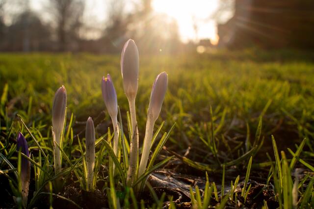 Die ersten Krokusse des Jahres strecken ihre Köpfe aus der Erde. | Foto: Stefanie Vollenberg