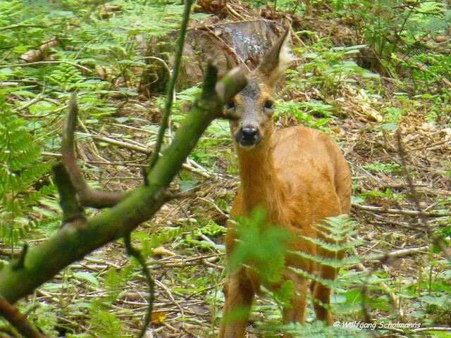 Foto: c by Wolfgang Scholmanns