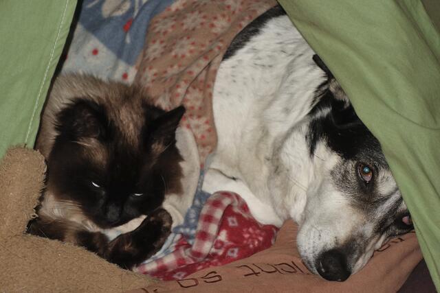 Bei diesen kalten Temperaturen kuscheln Smilla und Einstein am liebsten gemeinsam in Smillas Zelt. | Foto: Günter Presnitz