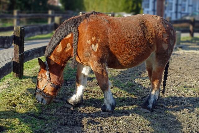 Ein Valentinspferd? ;-))