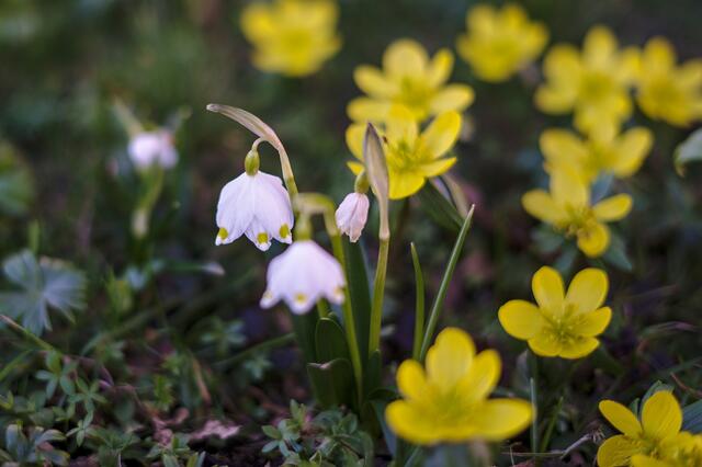 Im März erwacht die Natur aus ihrem Winterschlaf. Die ersten zarten Knospen sprießen, während der Duft von Frühling in der Luft liegt. Die Sonne wärmt die Seele und die Tage werden länger. Ein Monat voller Hoffnung und neuer Möglichkeiten, der uns daran erinnert, dass das Leben stets im Wandel ist. Willkommen, März! | Foto: Günter Presnitz