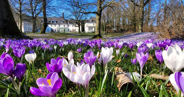 Burg Ranzow in Materborn und das Krokusfeld, wunderschön