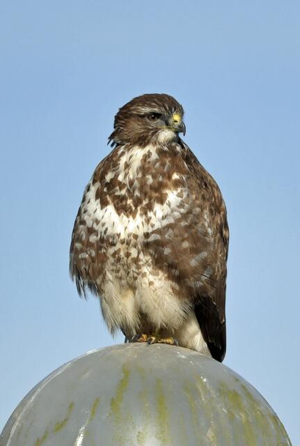 Beim Morgenspaziergang am alten Schiffshebewerk in Waltrop sah ich diesen Mäusebussard. Er war so müde, dass ihm ständig die Augen zufielen. Er ließ mich sogar recht nah herankommen. Hatte mich wohl als „harmlos“ eingestuft. 😉
