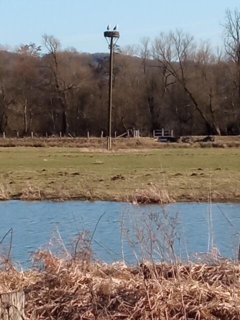 Joachim Finsterbusch hat bei einem Spaziergang in der vergangenen Woche eine Entdeckung gemacht: Meister Adebar ist wieder auf der Kiebitzwiese in Fröndenberg angekommen - und er hat gleich seine Frau mitgebracht! Bleibt ihnen zu wünschen, dass sich bald der Nachwuchs einstellt. Foto: Joachim Finsterbusch
