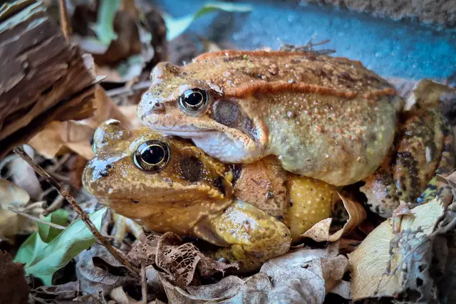Heute bei der Gartenarbeit habe ich diese beiden Grasrösche wohl "etwas gestört"  :-)