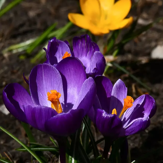 Es kehrt der junge Frühling wieder
Und schmückt dem Baum mit frischen Grün
Und lehrt den Vögeln neue Lieder
Und macht die Blumen schöner blüh´n.
(Elisabeth von Österreich) | Foto: Günter Prenitz
