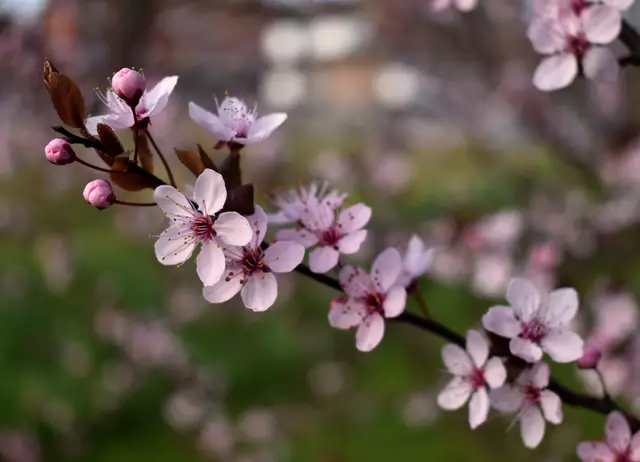 Kirschblüten an der Devensstraße in Bottrop | Foto: Stefanie Vollenberg