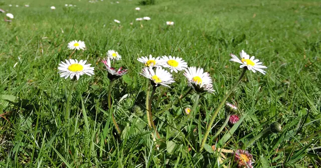 Der April ist ein Monat voller Veränderungen. Die Natur erwacht aus dem Winterschlaf und die ersten zarten Blüten zeigen sich. Die wärmende Sonne lässt uns vergessen, wie kalt es noch vor kurzem war. Der April symbolisiert den Aufbruch und die Hoffnung auf Neues. Lass uns diesen Monat nutzen, um unsere Herzen zu öffnen und die Schönheit des Lebens zu genießen. | Foto: Günter Presnitz