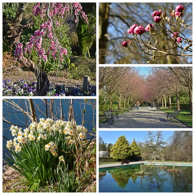 Die Kirschblüte in der Allee braucht noch ca. 2-3 Tage bis zum vollständigen Erblühen.