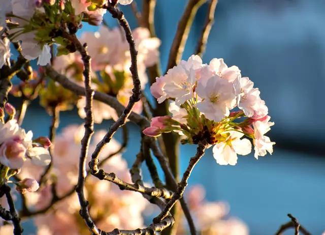 Kirschblüte am Eigener Markt in Bottrop. Im Hintergrund: die Bunkergalerie. | Foto: Stefanie Vollenberg