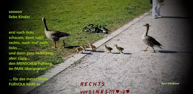 .... bei einem kleinen Verdauungs-Spaziergang ... 
im Bottroper´Vonderort
waren meine Schwester und ich trotz 
"Verkehrsberuhigter´ PARK-Geschwindigkeit" 
gezwungen, ... auf die BREMSE zu treten ...
denn rechts... vom Wasser her... 
kam Familie GANS spaziert und wollte rüber´...
auf die WIESE ♥...
also ...
RECHTS vor LINKS!

Bitte sehr, von rechts kommend hat Vorfahrt ♥

ZU drollig :-)

SPONTAN
April 2025@ana´