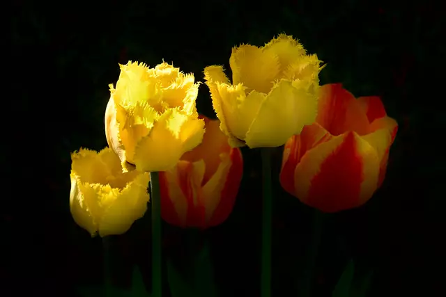 Ostern ist ein Fest der Hoffnung, das uns zeigt, dass auch in dunklen Zeiten immer ein Licht am Ende des Tunnels zu sehen ist. | Foto: Günter Presnitz