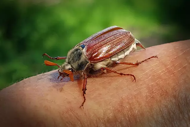 ... lief mir heute bei unserem Osterspaziergang über den Weg. (Handyaufnahme)