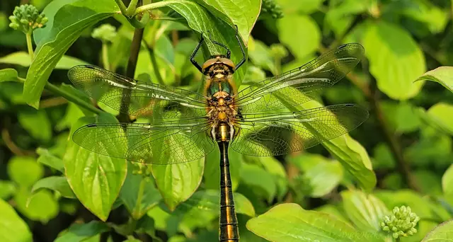 Sie wärmt sich in der Abendsonne, vielleicht trocknet sie sich auch
