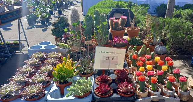 Der Frühjahrs-Pflanzenraritätenmarkt findet in diesem Jahr am 26./27. April rund um die Orangerie statt