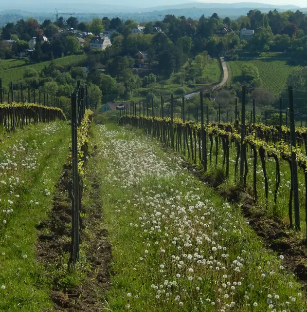 Pusteblumen | Foto: JK