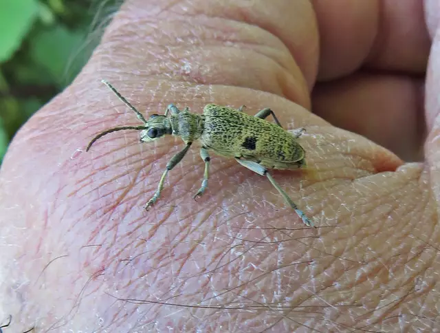 Schwarzfleckige Zangenbock, auch Bissiger Zangenbock, Laubholzzangenbock und Schrotzangenbock genannt, ein Käfer aus der Familie der Bockkäfer (Cerambycidae)  | Foto: GvM