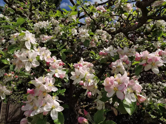 Der Mai ist ein Monat der Blüte und des Wachstums. Die Natur zeigt sich in voller Pracht, und das Herz wird von warmer Sonne und blühenden Landschaften berührt. Der Mai ist ein Tanz aus Farben und Düften, der uns daran erinnert, die kleinen Freuden zu schätzen und die Schönheit des Lebens dankbar zu genießen.  | Foto: Günter Presnitz