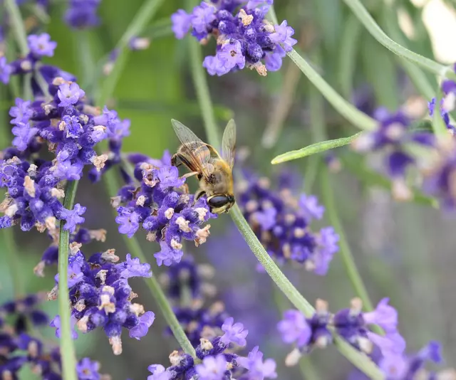 „Wenn die Bienen verschwinden, hat der Mensch nur noch vier Jahre zu leben; keine Bienen mehr, keine Pflanzen, keine Tiere, keine Menschen mehr.“ (Albert Einstein)  | Foto: Günter Presnitz