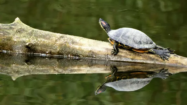 2017 Schildkröte Spiegelung