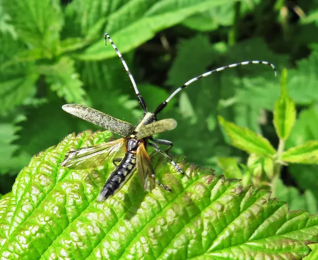 Scheckhorn-Distelbock, auch Linienhalsiger Halmbock und Nesselbock genannt (Agapanthia villosoviridescens) im LVR-Klinikwald 26. Mai 2025  | Foto: GvM
