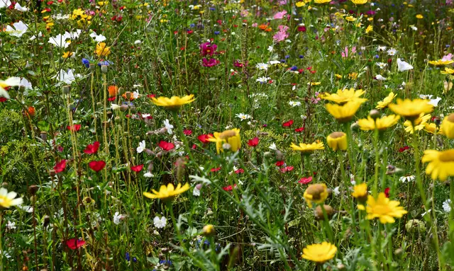 Juni - ein Monat der Lebendigkeit und der langen Tage. Die Sonne streichelt die Haut, und die Natur erwacht in voller Pracht. 
Die Wärme des Juni bringt das perfekte Klima für Wachstum. 
Pflanze deine Träume und pflege sie täglich.
 | Foto: Günter Presnitz
