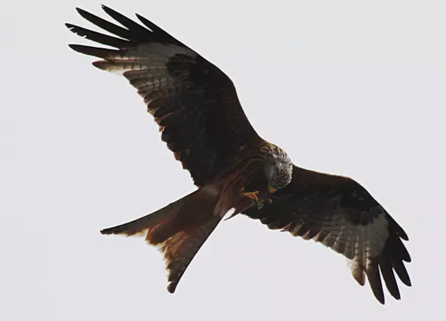 Heute endlich erwischt, ein Rotmilan welcher im Flug seine Beute verspeist.