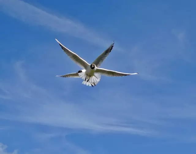 Horumersiel Schillig Lachmöwen
