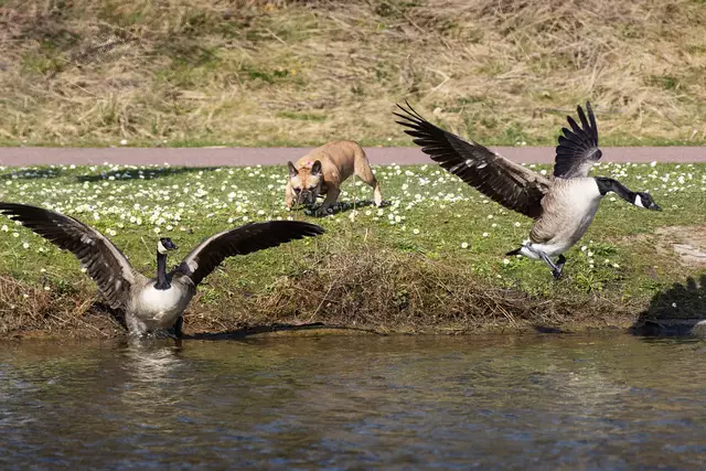 Hund ohne Leine am See, muss das sein? 
Es gibt Hunde die jagen einfach aus Spaß.
Andere Hunde vertreiben Gänse um ihr Revier zu verteidigen.
Hunde mit starken Jagdinstinkt haben Spaß andere Tiere zu jagen. 