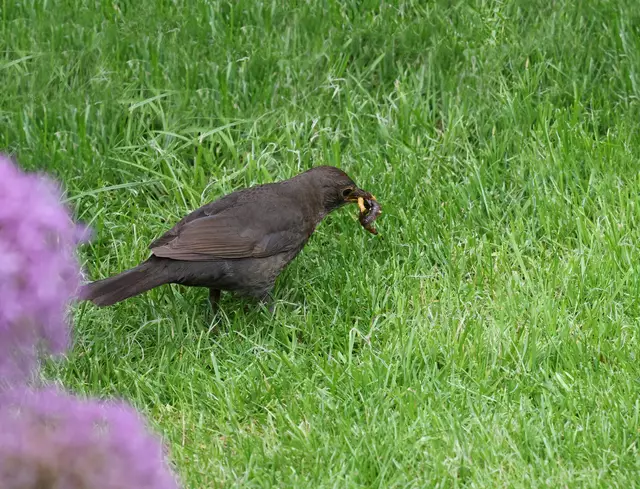 Amseln haben ein feines Gehör um Würmer zu finden.
Sie hören die Geräusche der Würmer, die sich nahe an der Oberfläche durch die Erde graben. Die Amsel versucht mit dem Schnabel den Wurm zu greifen und aus der Erde zu ziehen.