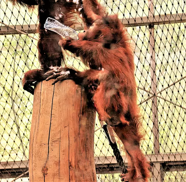Einarmiger Orang Utan Yenko Dortm-Zoo
