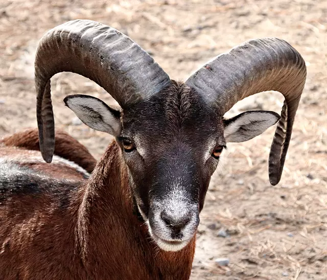 Mufflon Schaf Naturwildpark Granat 2018