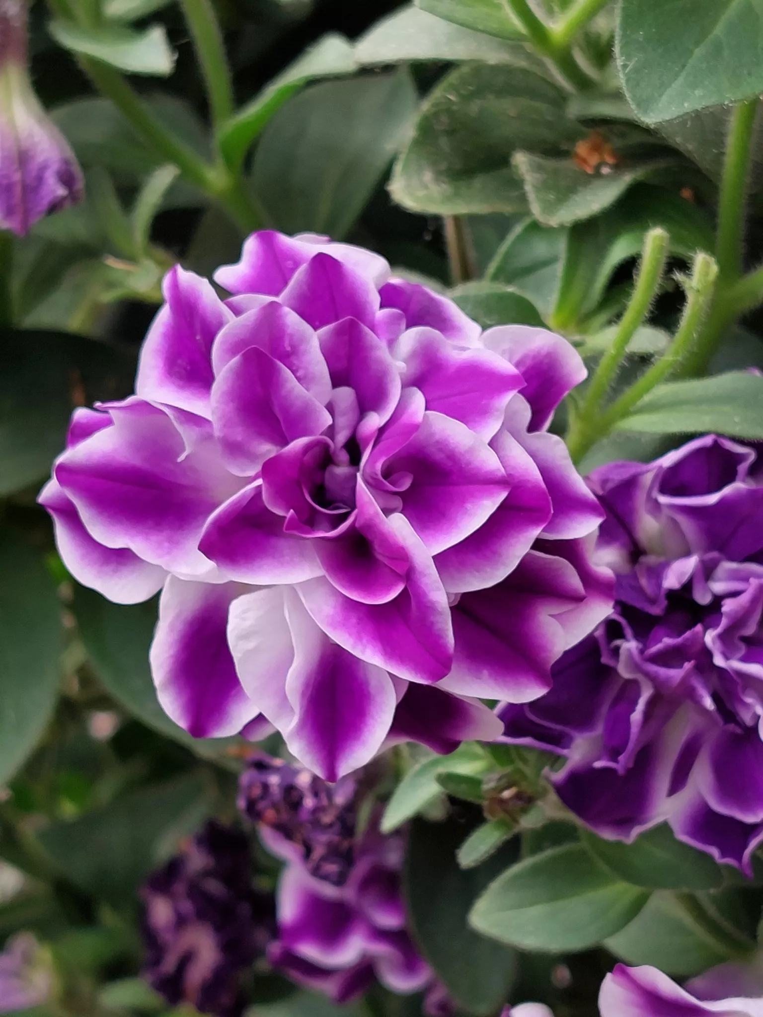 Gefüllte Petunien Gefüllte Petunien