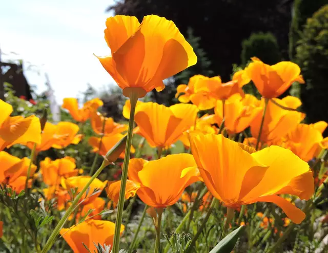 Jeder Sommertag ist ein strahlendes Kapitel im Buch des Lebens. | Foto: Günter Presnitz