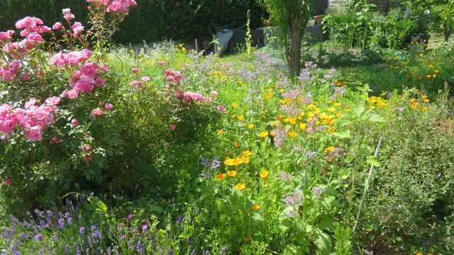 Blumenbeet in Schumann's Garten.
Ein Hochgenuss für Bienen.