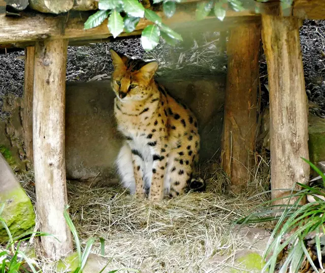Serval mittelgroße Art der Katzen
