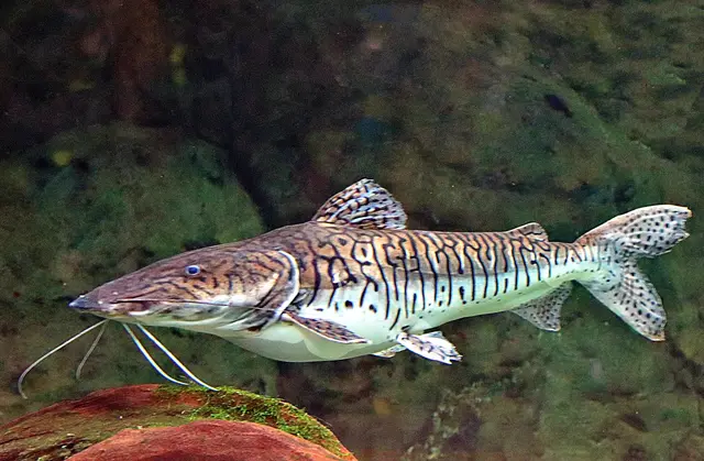  Aquarium  Duisb.-Zoo