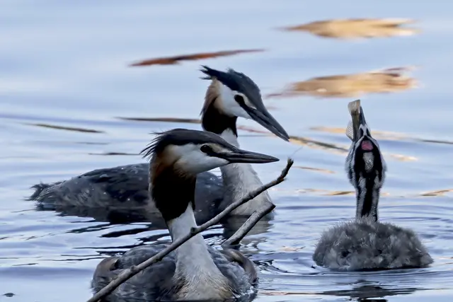 Die Nahrung besteht hauptsächlich aus kleinen Fischen, Wasserinsekten und Kleinkrebsen.
