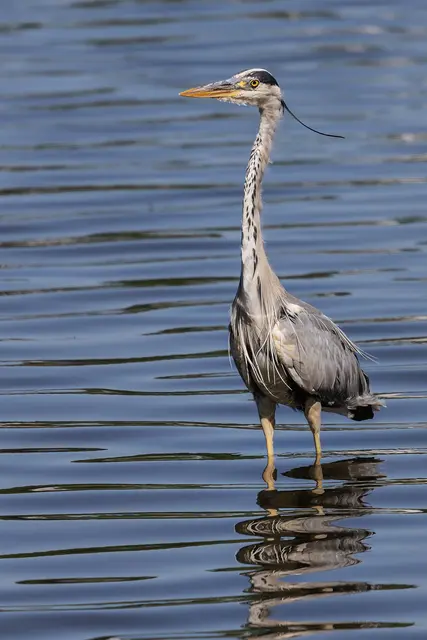 Gesehen und fotografiert am Baldeneysee in Essen.