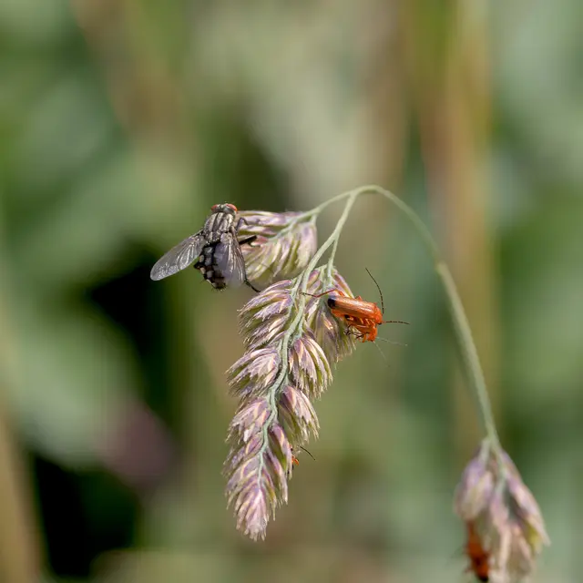Der Roe Weichkäfer ist ein häufiger Käfer in Mitteleuropa.
Er ist etwa 7 bis 10 Millimeter lang. Der Käfer fällt durch seine rote Färbung auf. Die Flügelenden sind dunkel gefärbt.
Die Graue Fleischfliege ist recht groß, dunkel gefärbt und 
gestreift. Sie hat auf dem Hinterleib schachbrettartige Muster.