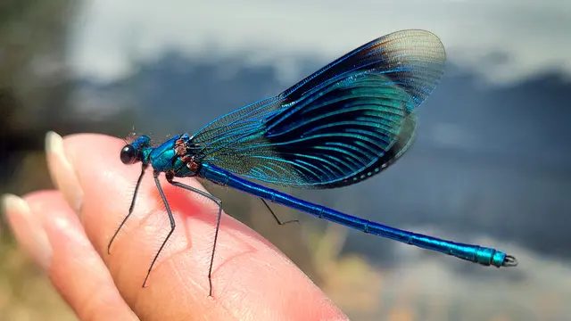 ... war diese männliche "Gebänderte Prachtlibelle". Sie hat mich sogar ein Stück meines Weges begleitet, bis ich sie im Grünen abgesetzt habe. 