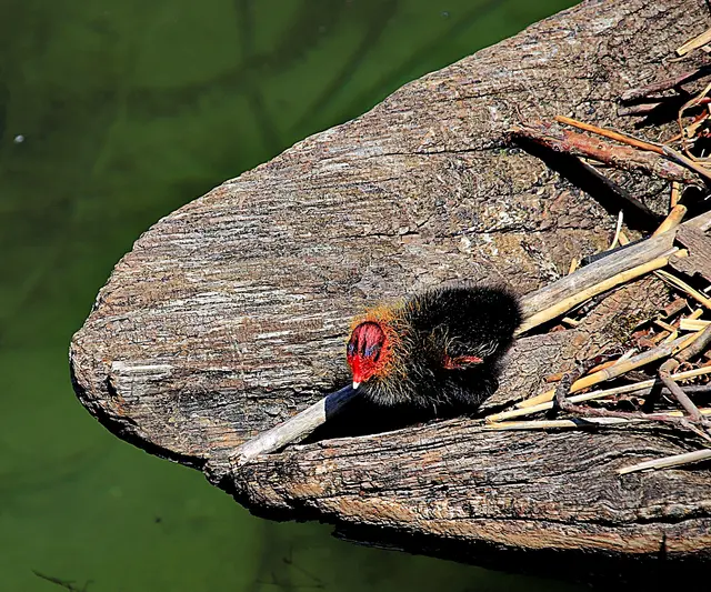  Unterruhldingen Pfahlbauten Bodensee 2022