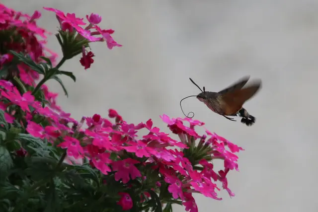 Besuch eines eher seltenem Taubenschwänzchen an unserem Balkonkasten.
