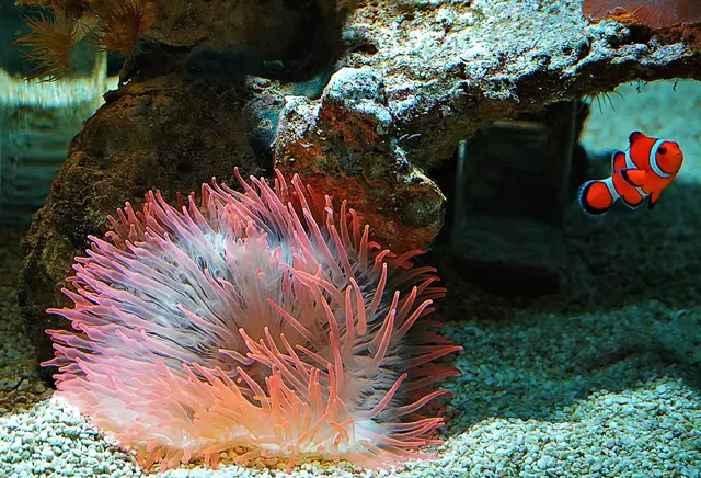  Aquarium Wilhemshaven Clown Fisch 